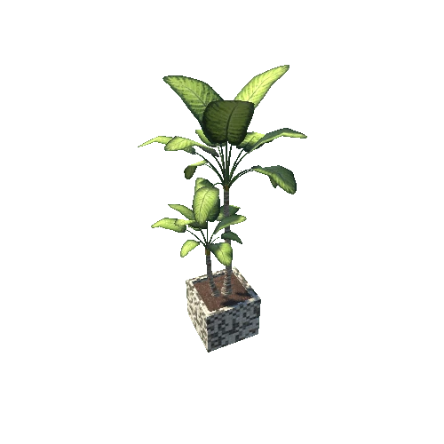 plant36