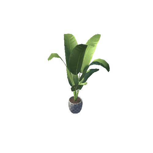 plant5