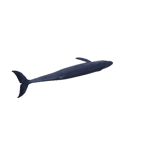 Static_BlueWhale