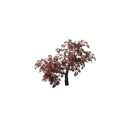 JapaneseMapleTree_B