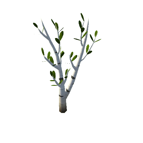 Birch_C_Green