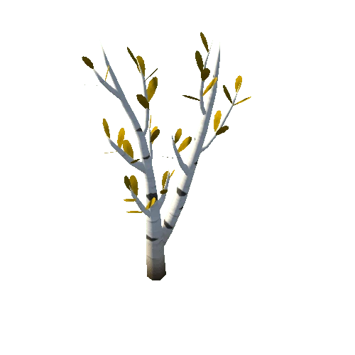 Birch_C_Yellow