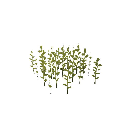 Grass_C_Mustard