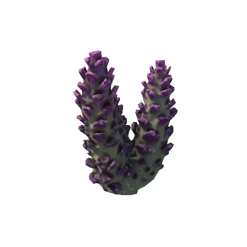 Coral3_2