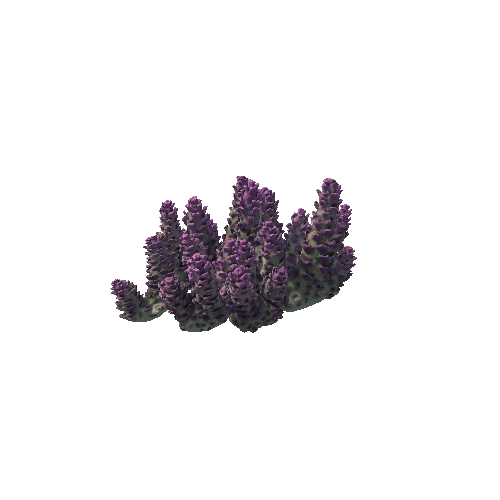 Coral3_G3