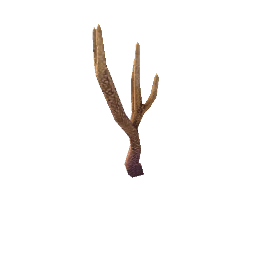 Coral4_Branch_1