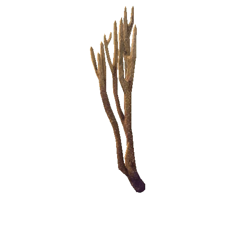 Coral4_Branch_2