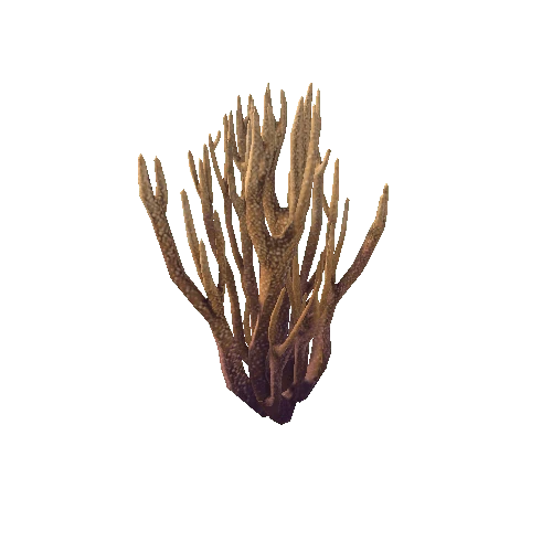 Coral4_Branch_G2