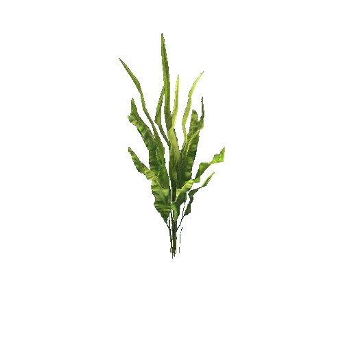 Seaweed2_2