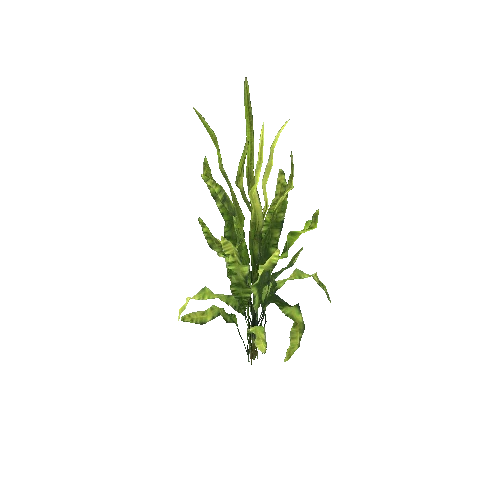 Seaweed2_3