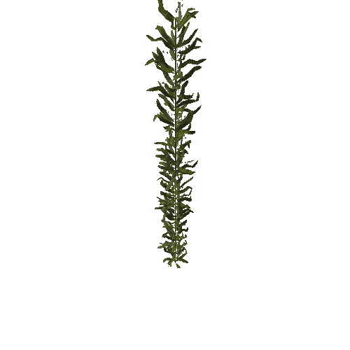 Seaweed3_1