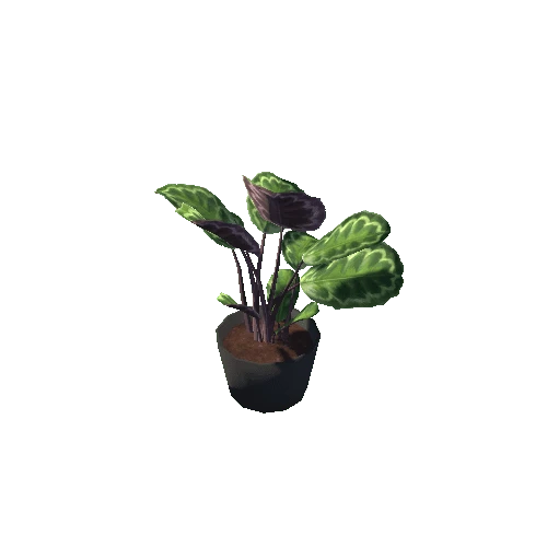 Calathea_L_BlackPot