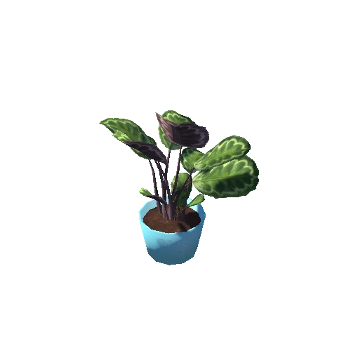 Calathea_L_BluePot