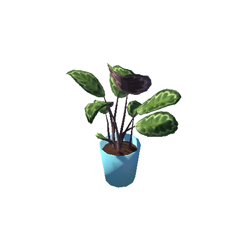 Calathea_M_BluePot