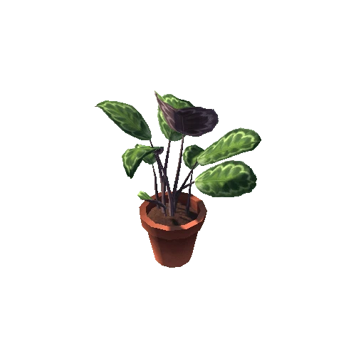 Calathea_M_ClayPot