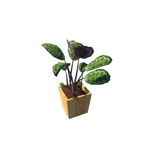 Calathea_M_WoodenPot