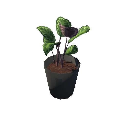 Calathea_S_BlackPot