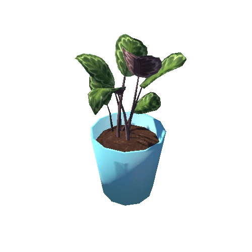 Calathea_S_BluePot