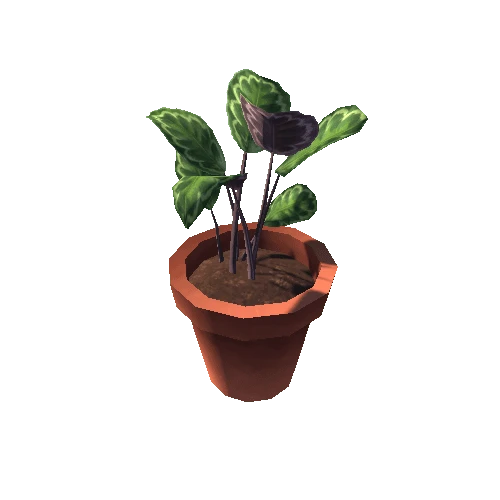 Calathea_S_ClayPot