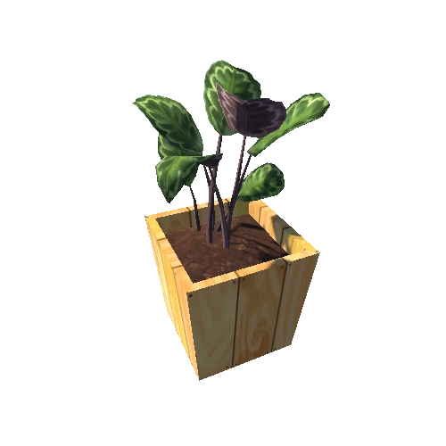 Calathea_S_WoodenPot