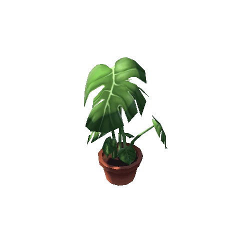 Monstera_L_ClayPot