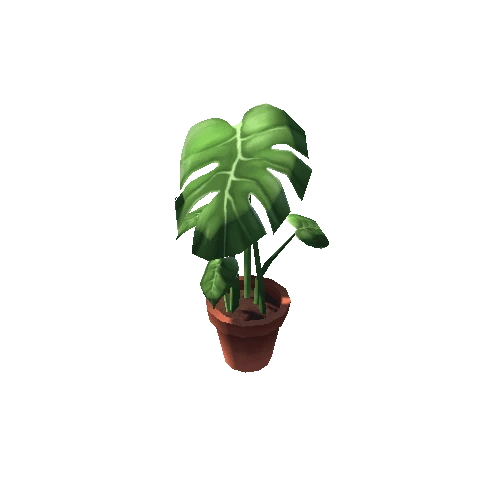 Monstera_M_ClayPot