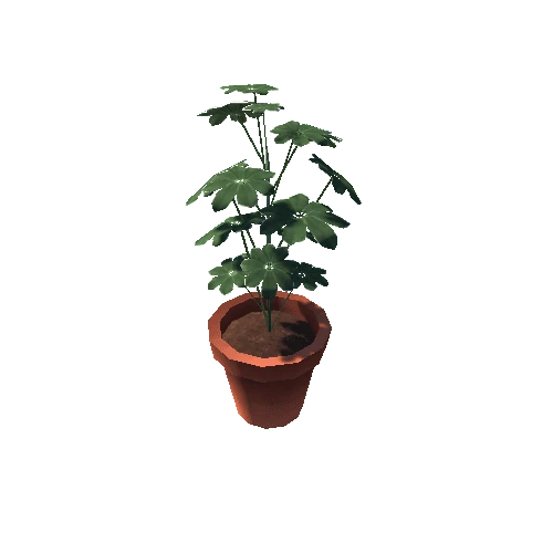 Schefflera_S_ClayPot