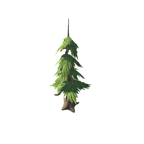 Pine_Tree_b