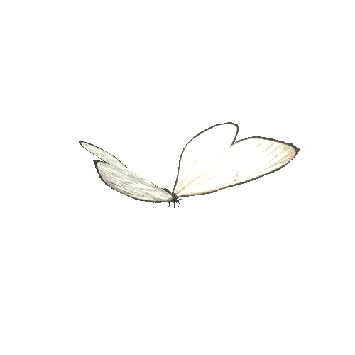 Butterfly_04@_Idle_3