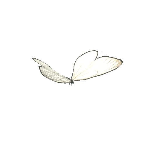 Butterfly_04@_Idle_4