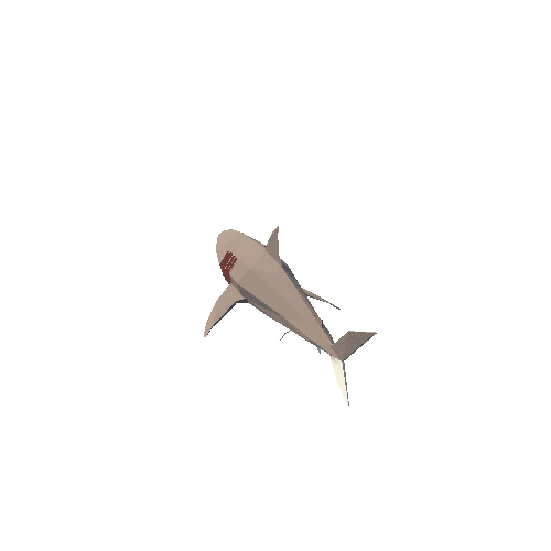 RW_LP_OP_Animal_SharkWhite