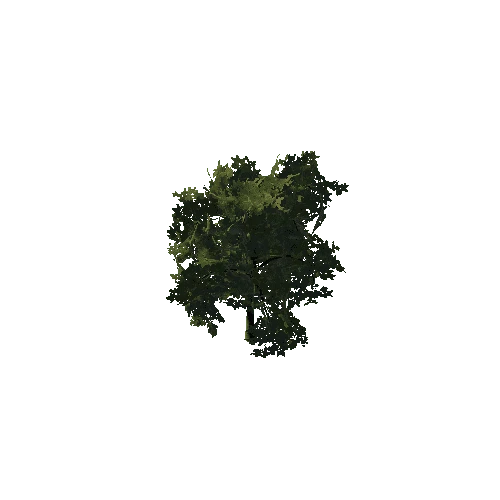 Lime_tree1_prefab