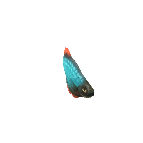 Small_Fish_05