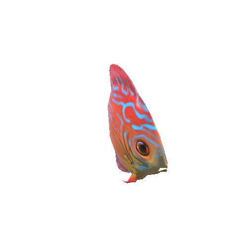 Small_Fish_08