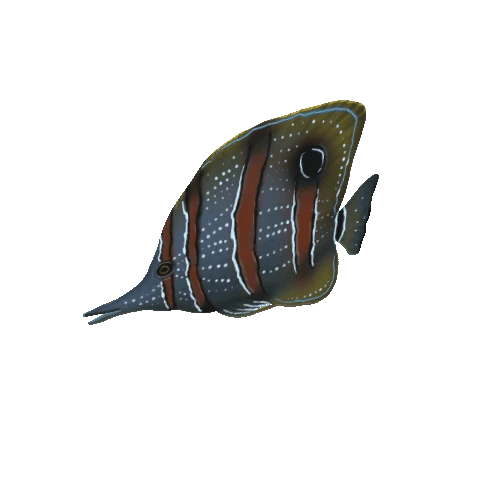 Small_Fish_Plane_03