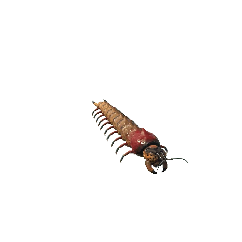 Scolopendra_skin3