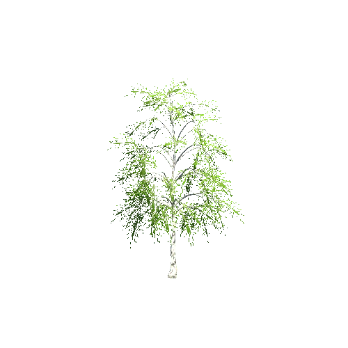 BirchTree04