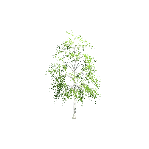 BirchTree05