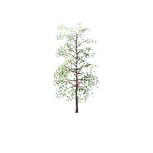 Gen02_04PineTree01i