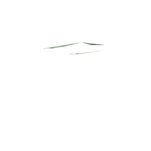 Hydrocotyle-Umbellata-1-A