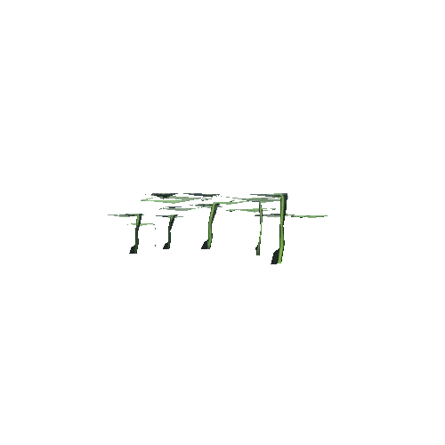 Hydrocotyle-Umbellata-Group-A