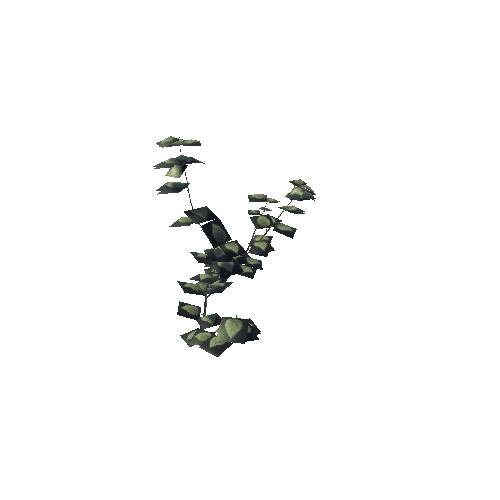 Rubus-Ulmifolius-1-C