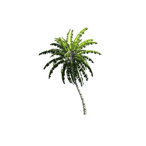 Gen02_05CoconutPalm01a