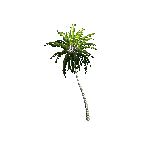 Gen02_05CoconutPalm01c