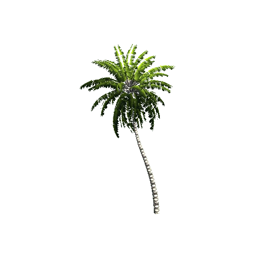 Gen02_05CoconutPalm01d