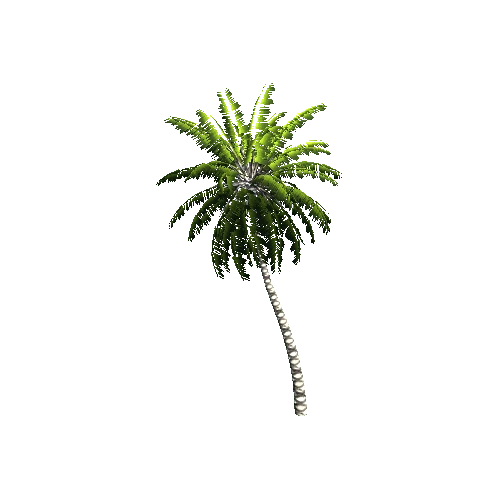 Gen02_05CoconutPalm01e