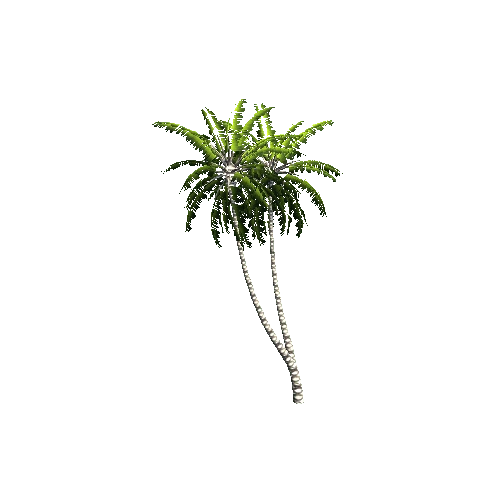 Gen02_05CoconutPalm01f