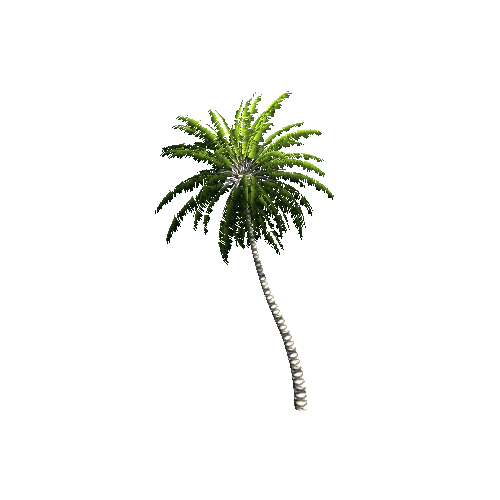 Gen02_05CoconutPalm01j