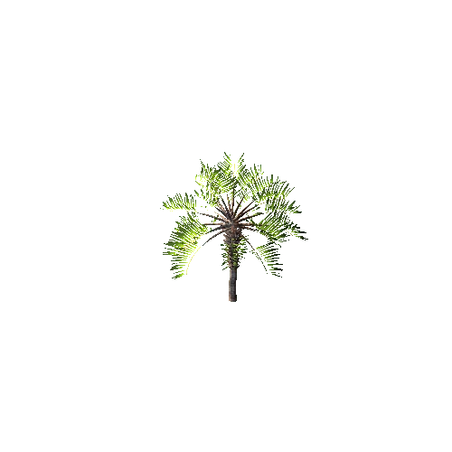 Gen02_05CurlyPalm01