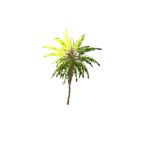 Gen02_05DatePalm01